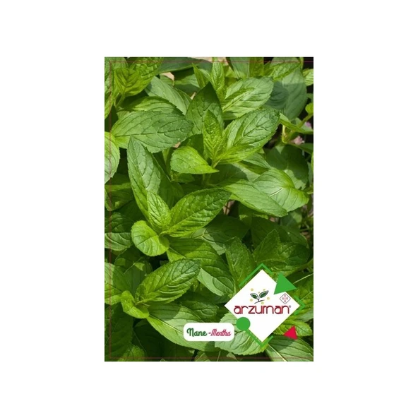 Arzuman Sebze Nane Tohumu ürün görseli