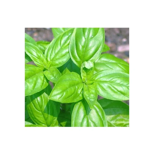 Arzuman 4 Adet Arzuman Yeşil Fesleğen ürün görseli