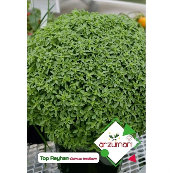 Arzuman Top Reyhan Fesleğen Çiçek Tohumu ürün görseli