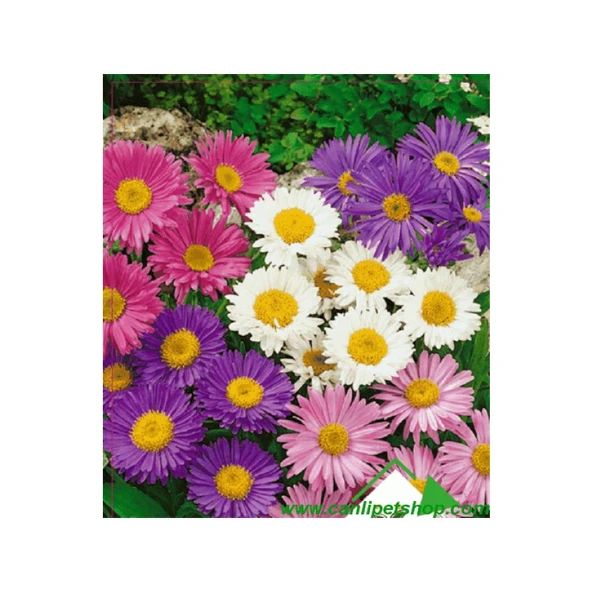 Arzuman Aster Çiçeği Tohumu 50 Adet ürün görseli