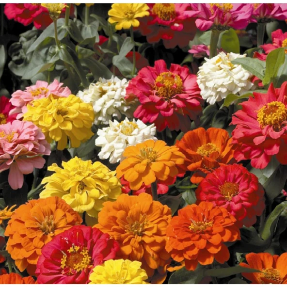 Arzuman Zinna Çiçeği 30 Tohum ürün görseli