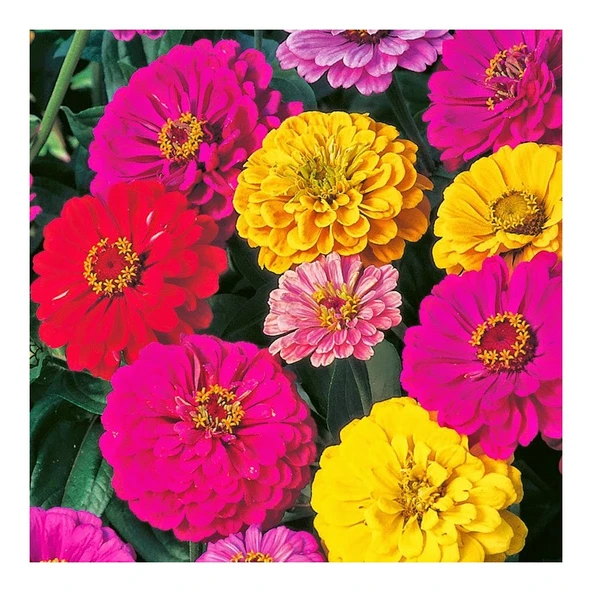 Arzuman Beybeğendi (Zınnıa) 30 Adet ürün görseli