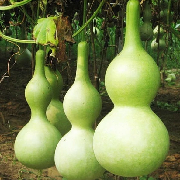 Arzuman Su-Et Kabağı Tohumu Lagenaria  Siceraria Yerli 5 Adet ürün görseli