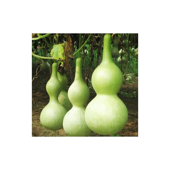 Arzuman Su/Et Kabak 5 Tohum ürün görseli