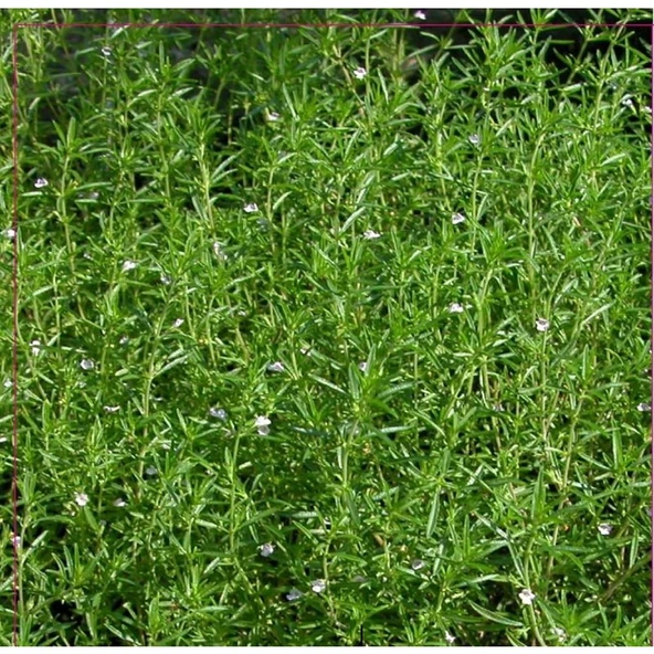 Arzuman Kekik Tohumu 100 Adet ürün görseli