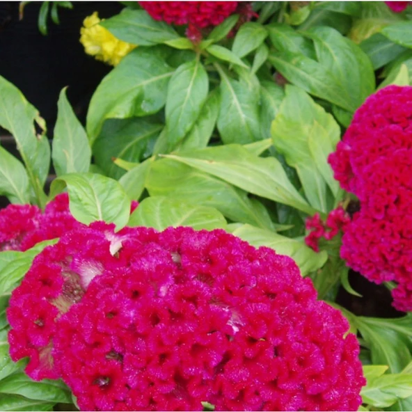 Arzuman Horozibiği Çiçeği 100 Tohum ürün görseli