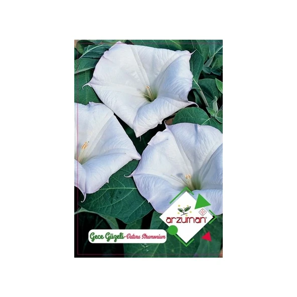 Arzuman Süs Bitki Gece Güzeli Çiçek Tohumu ürün görseli