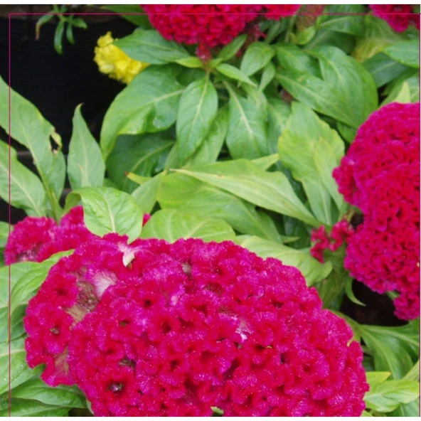 Arzuman Horozibiği Tohumu 100  Adet ürün görseli