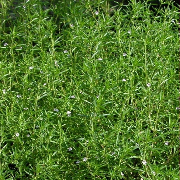 Arzuman Kekik Tohumu Yerli Satureja Hortensis 100 Adet ürün görseli