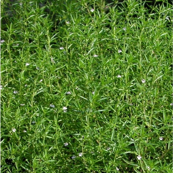 Arzuman Kekik 100 Tohum ürün görseli