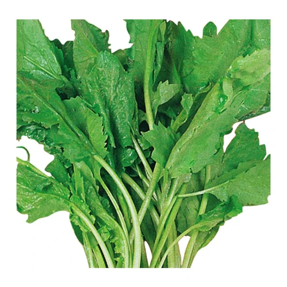 Arzuman Tere Geniş Yaprak (Helen) 10 Gram ürün görseli