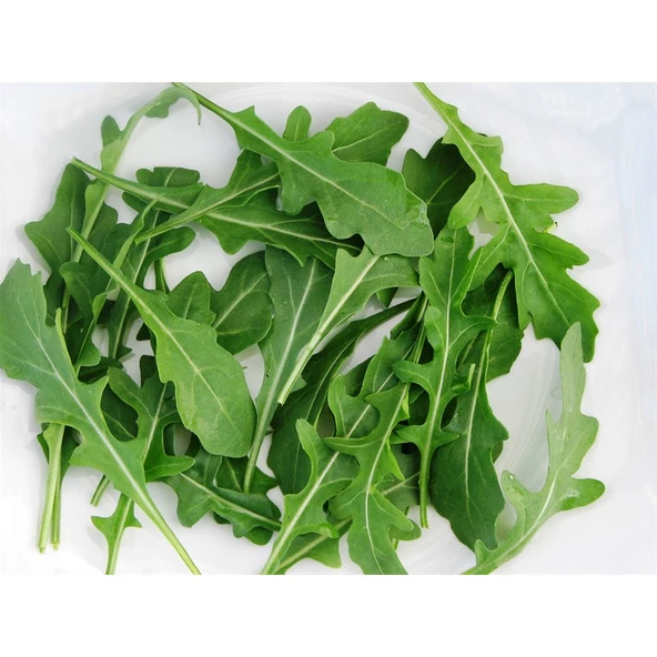 Arzuman Roka Geniş Yaprak 10 Gram ürün görseli