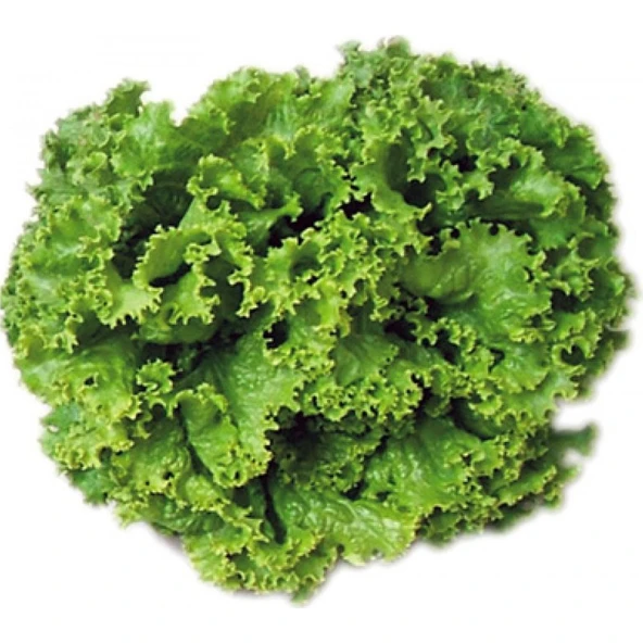 Arzuman Arapsaçı Kıvırcık Marul 10 Gram ürün görseli