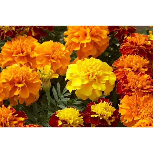Arzuman Karagöz Çiçeği (Tagetes) 50 Adet ürün görseli