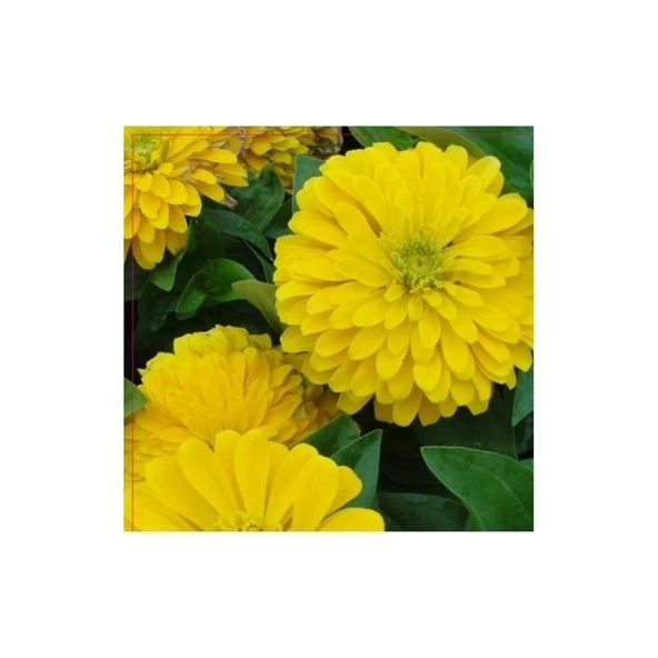 Arzuman Bey Beğendi Çiçeği Tohumu ürün görseli