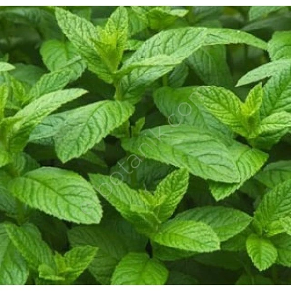 Mevsim Fidancılık Peyzaj Arzuman Nane Tohumu( 100 Adet Tohum) ürün görseli