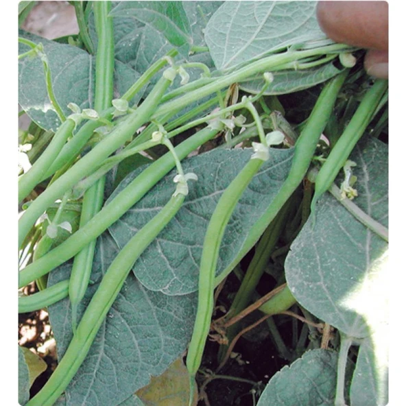 Arzuman Atlantis Fasulye ( Kırkgünlük) 50 Gram ürün görseli