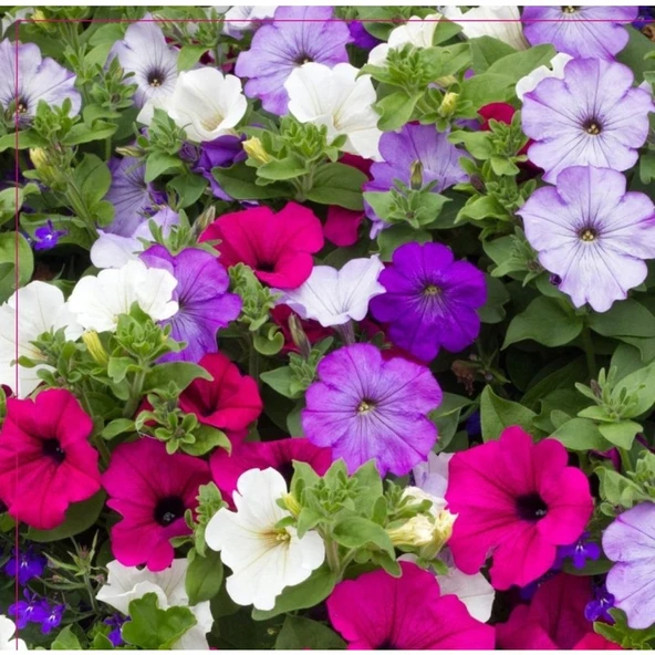 Arzuman Petunya Tohumu 100 Adet ürün görseli