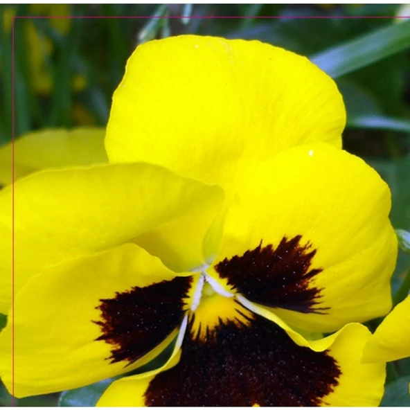 Arzuman Hercai Menekşe Tohumu 100 Adet ürün görseli