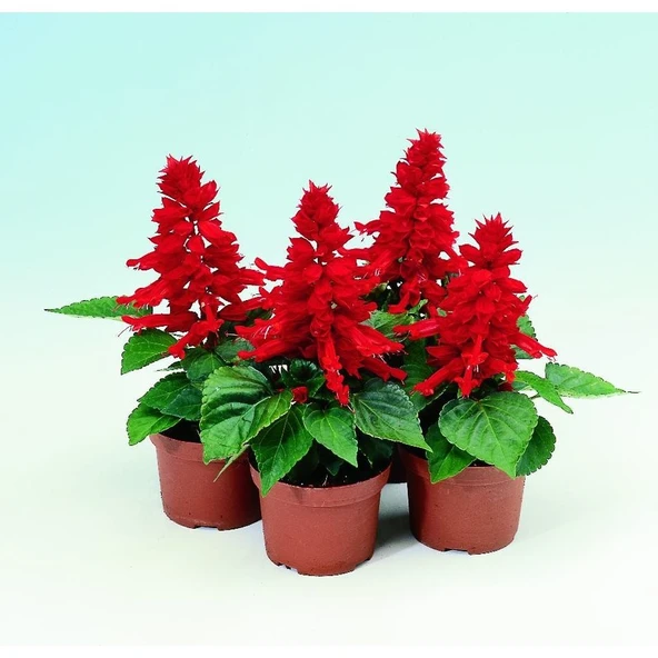 Arzuman Ateş Çiçeği (Salvia Splendes) 30 Adet ürün görseli