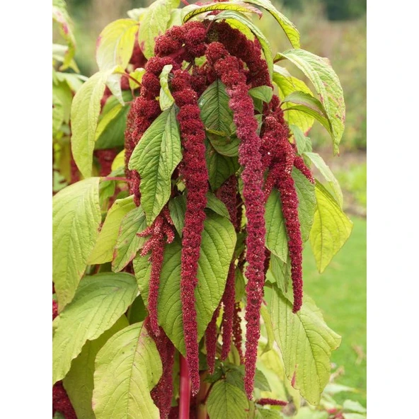 Arzuman Tilki Kuyruğu Çiçeği 100 Tohum ürün görseli