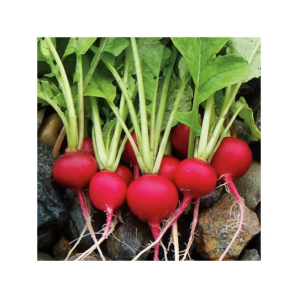Arzuman Fındık Turp Cherrybelle 10 Gram - 1