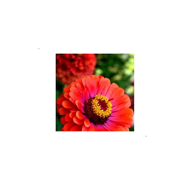 Arzuman Beybeğendi Çiçeği Tohumu (Kirli Hanım Çiçeği) 30 Adet ürün görseli