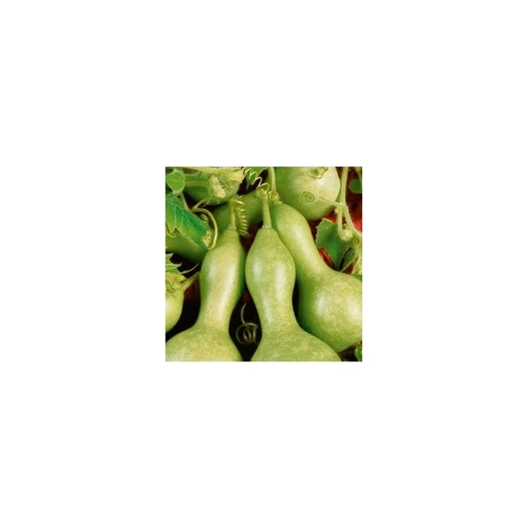 Arzuman Su - Et Kabak Tohumu ( 5 Adet) ürün görseli