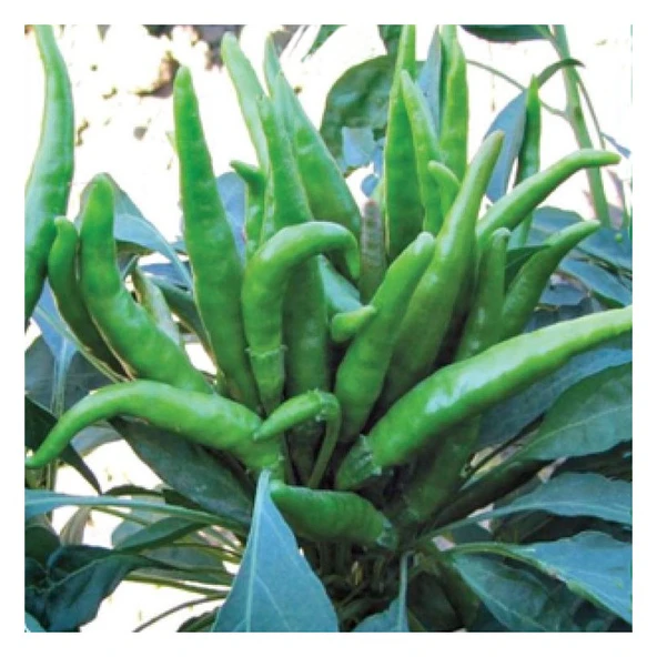 Arzuman Biber Tohumu Yerli Yediveren Yukarıbakan 5 Gram ürün görseli