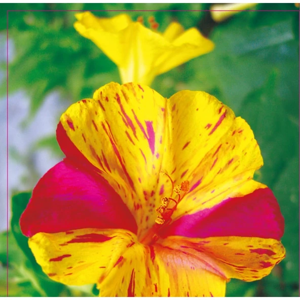 Arzuman Akşam  Sefası Tohumu 25 Adet ürün görseli