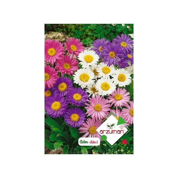 Arzuman Süs Bitki Aster Çiçek Tohumu ürün görseli