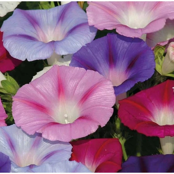 Arzuman Karışık Sarmaşık Çiçeği 50 Tohum ürün görseli