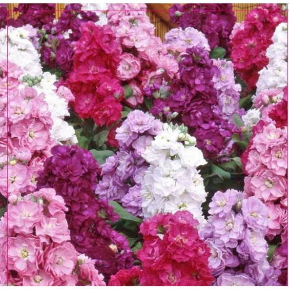 Arzuman Şebboy Tohumu 100 Adet ürün görseli