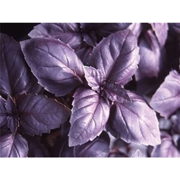 Mevsim Fidancılık Peyzaj Arzuman Mor Fesleğen Tohumu( 100 Adet Tohum) ürün görseli