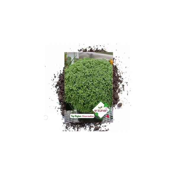 Arzuman Süs Bitki Top (Fesleğen) Reyhan Çiçek Tohumu ürün görseli