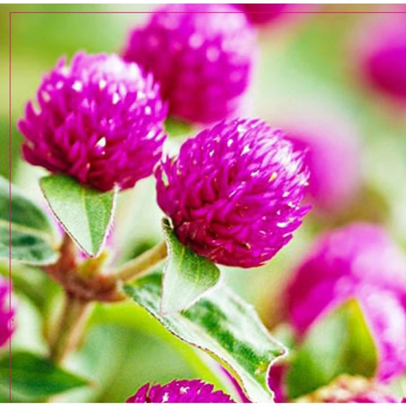 Arzuman Hanım Düğmesi Tohumu 20 Adet ürün görseli