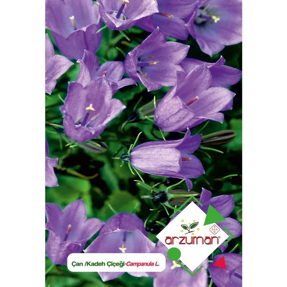 Arzuman Kadeh - Çan (Campanula L.) Çiçek Tohumu 100 Adet ürün görseli