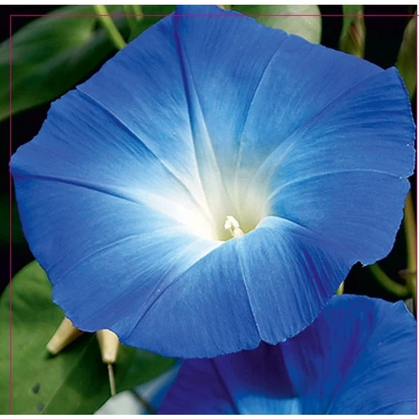 Arzuman Sarmaşık Mavi İri Tohumu 30 Adet ürün görseli