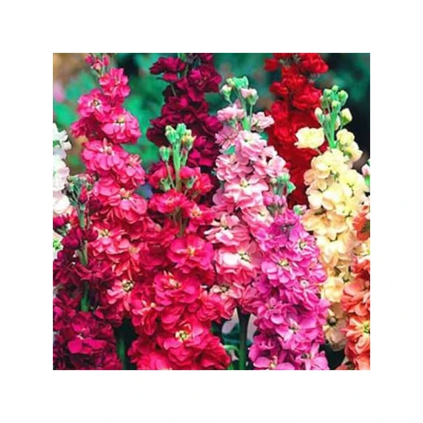 Arzuman Şebboy Çiçeği 100 Tohum ürün görseli