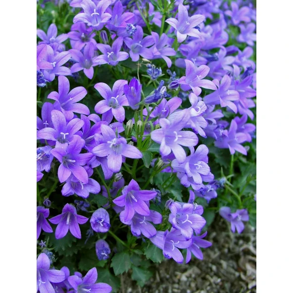 Arzuman Çan Kadeh Çiçeği (Campanula) 100 Adet ürün görseli