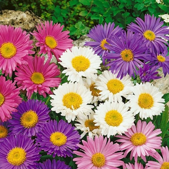 Arzuman Aster Tohumu Yerli Aster L. 50 Adet ürün görseli