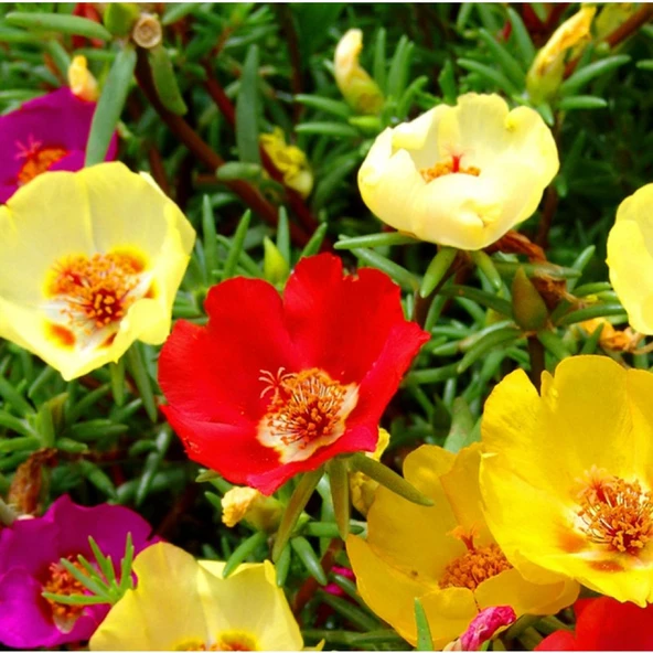 Arzuman İpek Çiçeği 100 Tohum ürün görseli