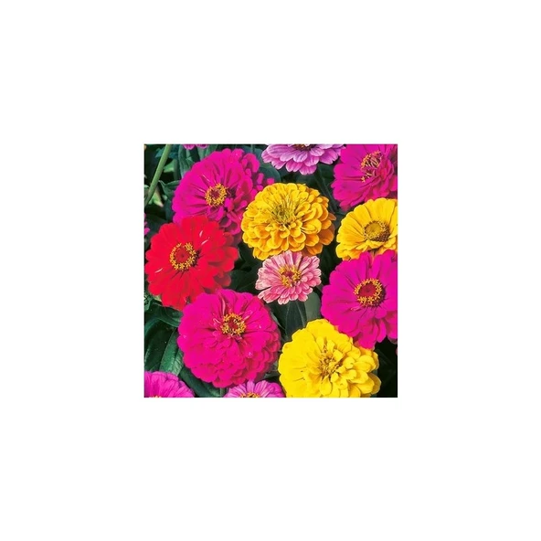 Arzuman Beybeğendi Tohumu (30 Adet) ürün görseli