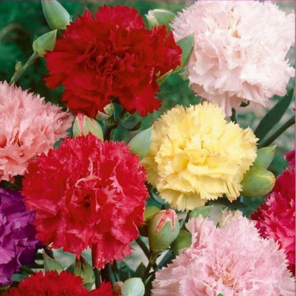 Arzuman Karanfil  Tohumu Yerli Dianthus Caryophyllus 100 Adet ürün görseli