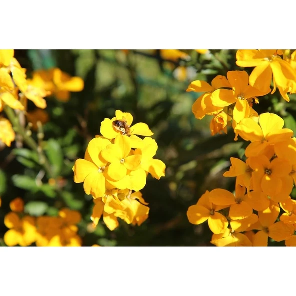 Arzuman Şebboy Sarı Tohumu  100 Adet ürün görseli