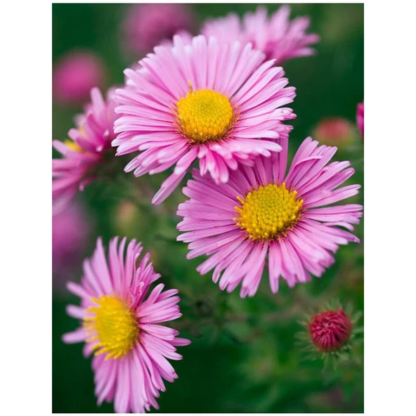 Arzuman Dilber Kirpiği (Aster) 50 Adet ürün görseli