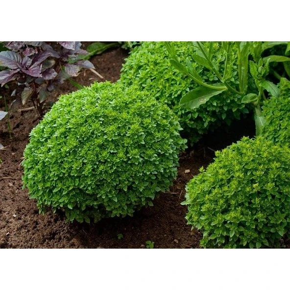 Arzuman Top Fesleğen (Reyhan) Tohumu 100 Adet ürün görseli