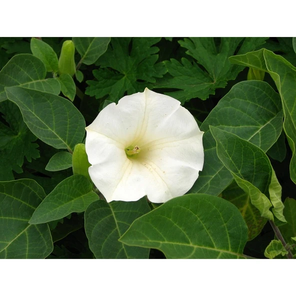 Arzuman Gece Güzeli (Datula) 15 Adet ürün görseli