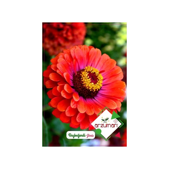 Arzuman Süs Bitki Beybeğendi Çiçek Tohumu ürün görseli