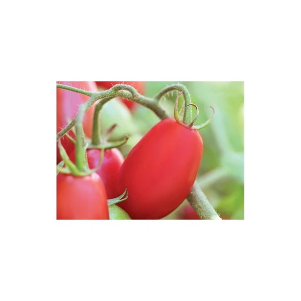 Domates Rıo Grande Tohumu (5 Gr) ürün görseli